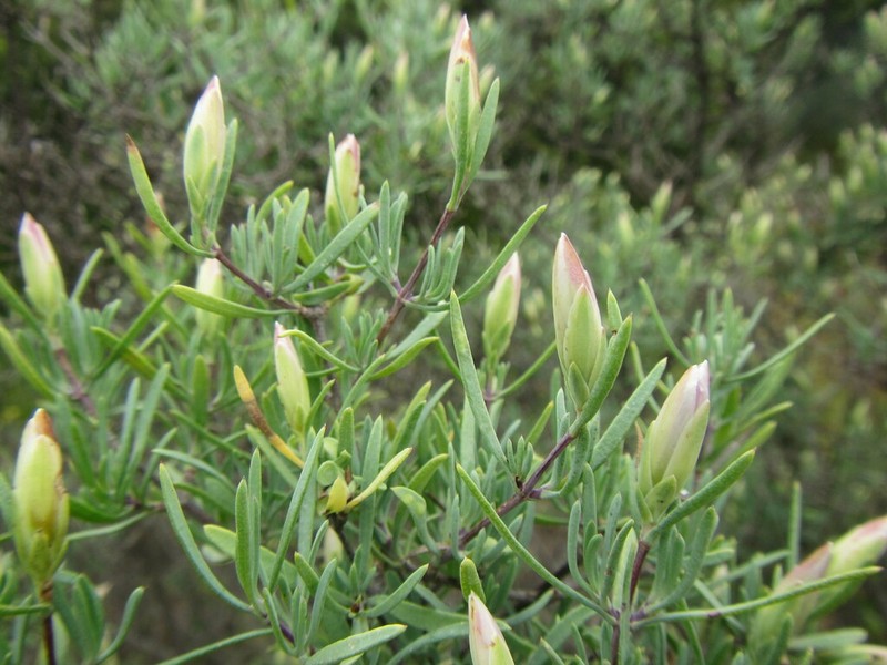 Pteronia leptospermoides
