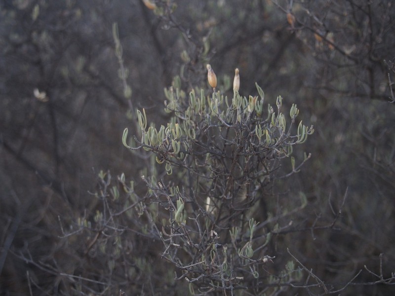 Pteronia leptospermoides photo 2