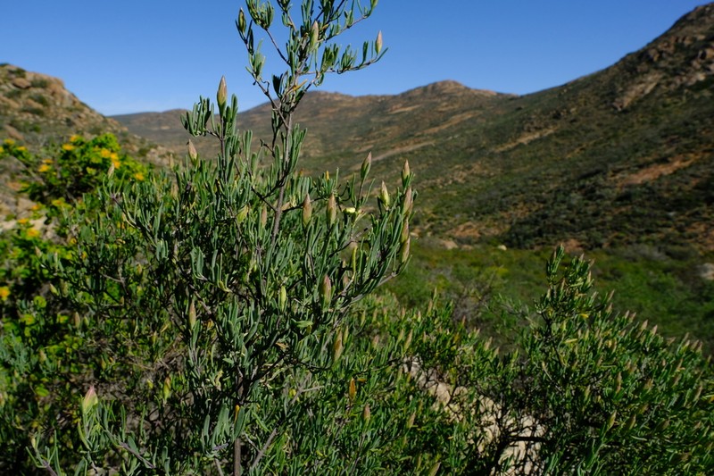 Pteronia leptospermoides photo 3