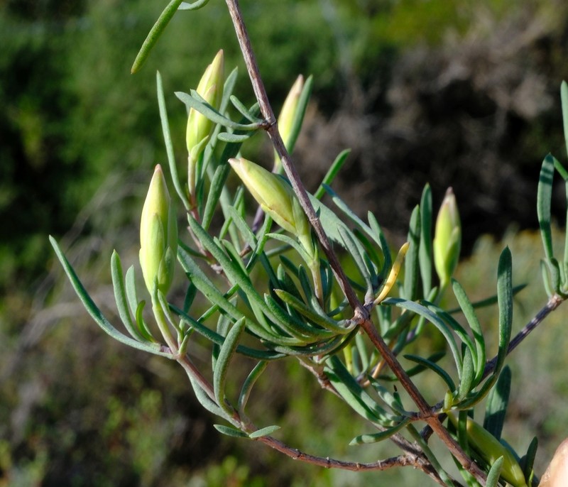 Pteronia leptospermoides photo 4