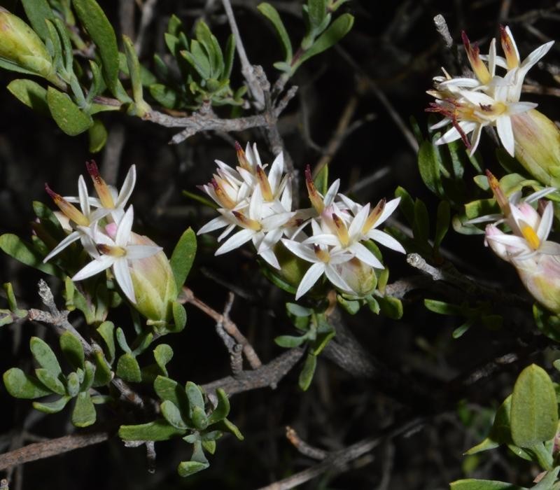 Pteronia leptospermoides photo 5