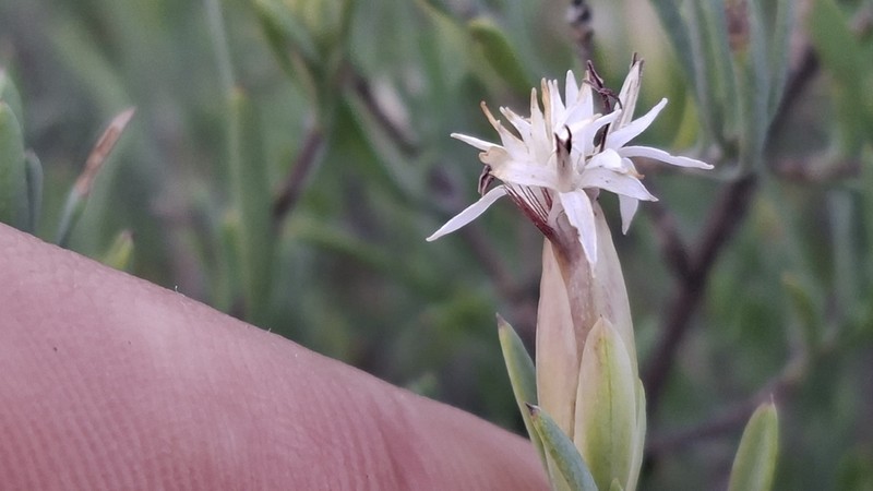 Pteronia leptospermoides photo 6