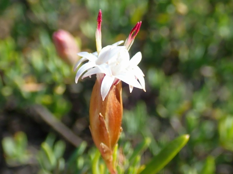 Pteronia leptospermoides photo 7