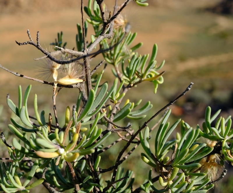 Pteronia leptospermoides photo 8