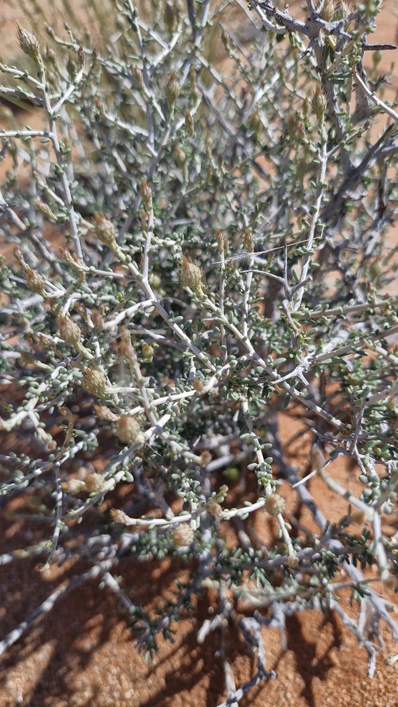 Pteronia leucoclada