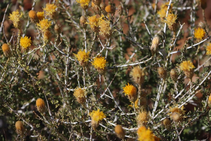 Pteronia leucoclada photo 2
