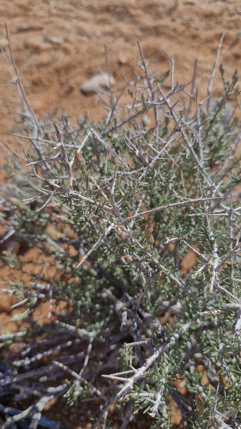 Pteronia leucoclada photo 3