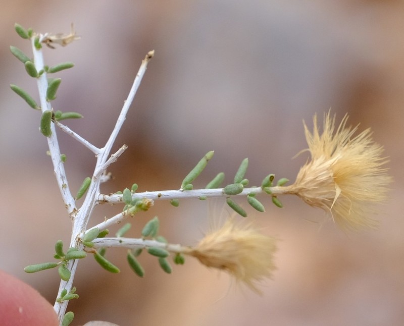 Pteronia leucoclada photo 4