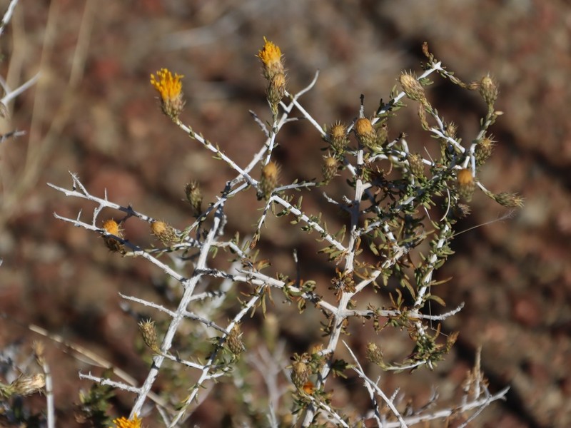 Pteronia leucoclada photo 5