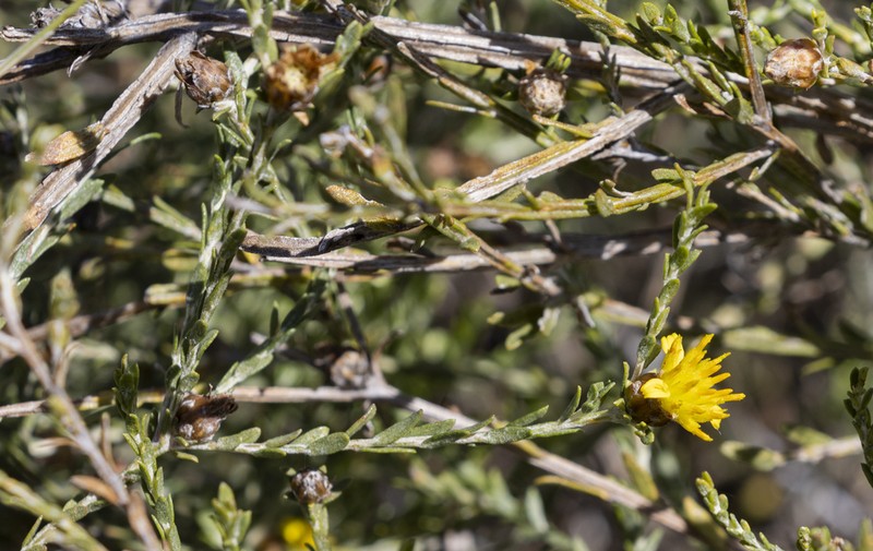 Pteronia leucoclada photo 6