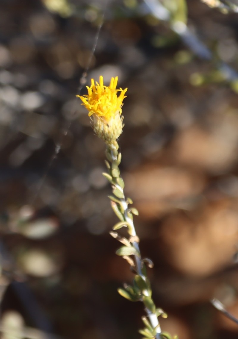 Pteronia leucoclada photo 7
