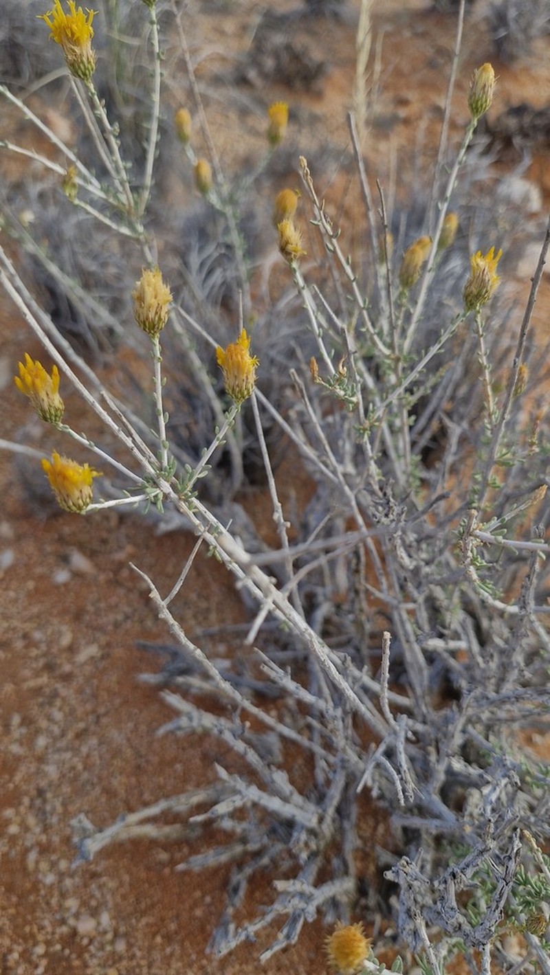 Pteronia leucoclada photo 8