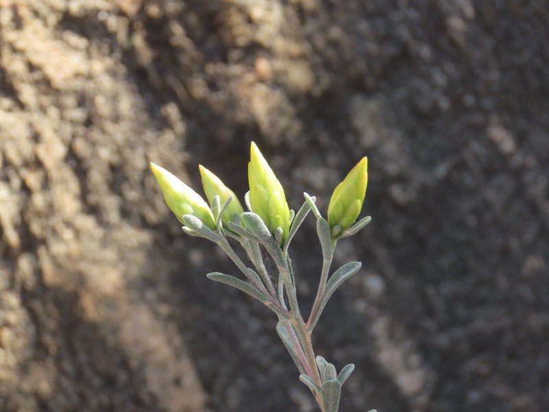 Pteronia lucilioides