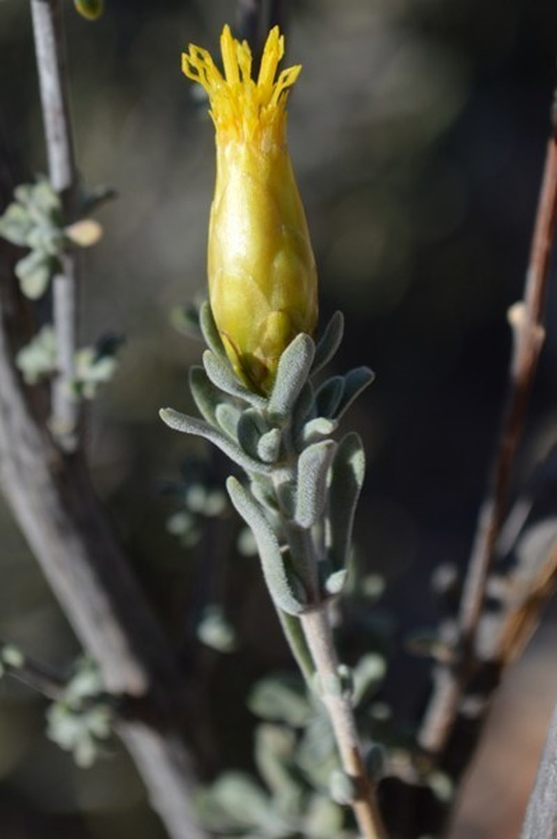 Pteronia lucilioides photo 2