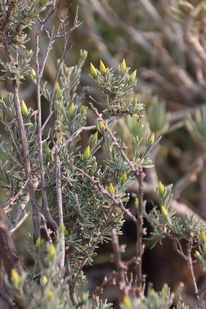 Pteronia lucilioides photo 3
