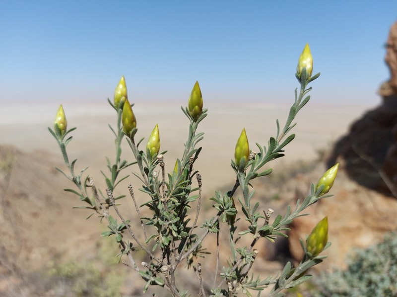 Pteronia lucilioides photo 4