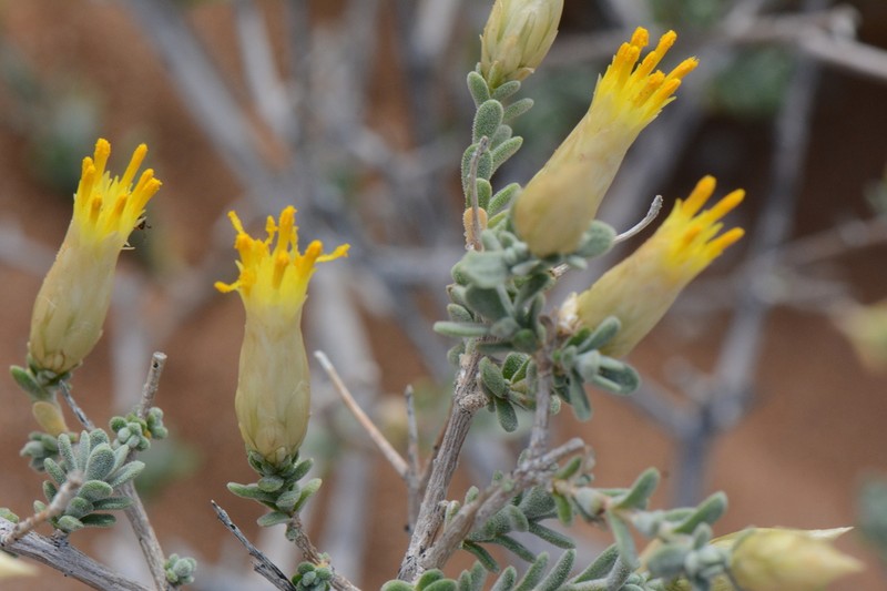 Pteronia lucilioides photo 5