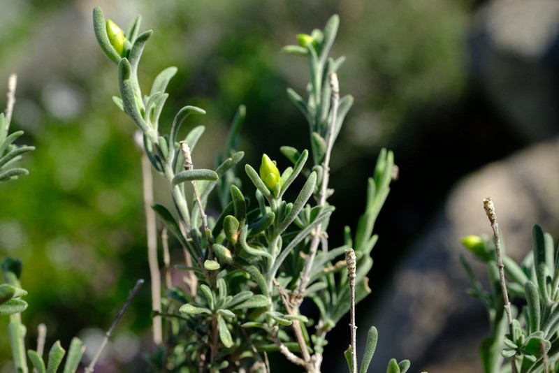 Pteronia lucilioides photo 6