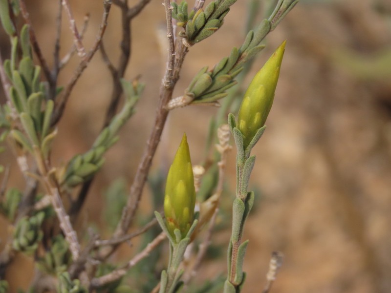 Pteronia lucilioides photo 8