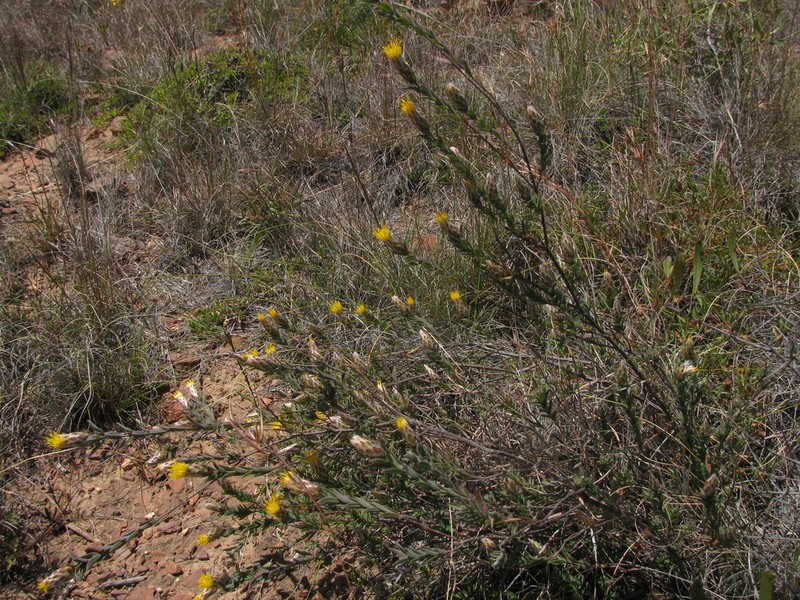 Pteronia membranacea
