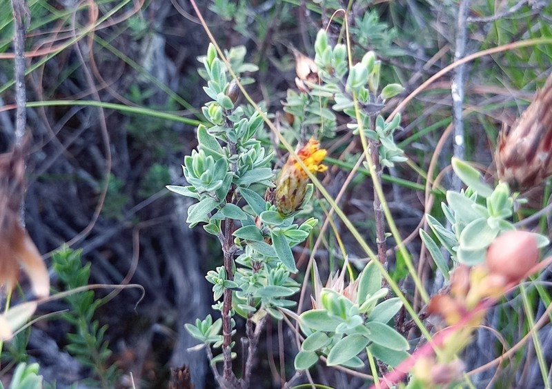 Pteronia membranacea photo 2