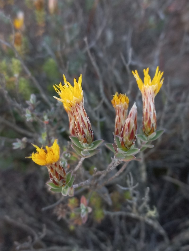 Pteronia membranacea photo 3