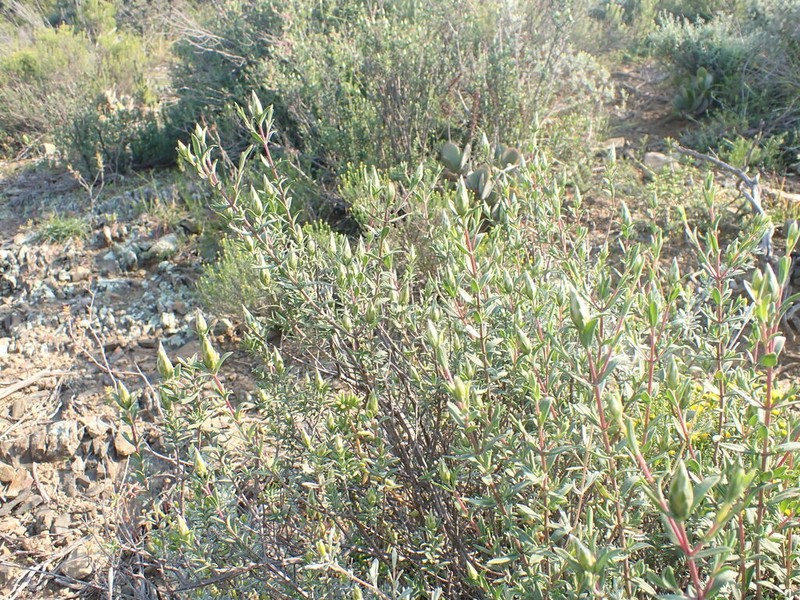 Pteronia membranacea photo 4
