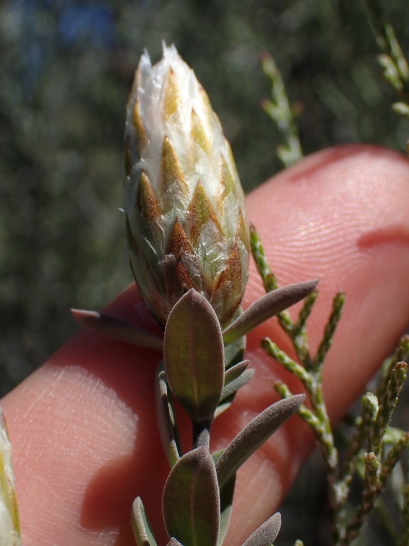 Pteronia membranacea photo 5