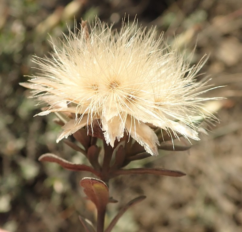 Pteronia membranacea photo 6