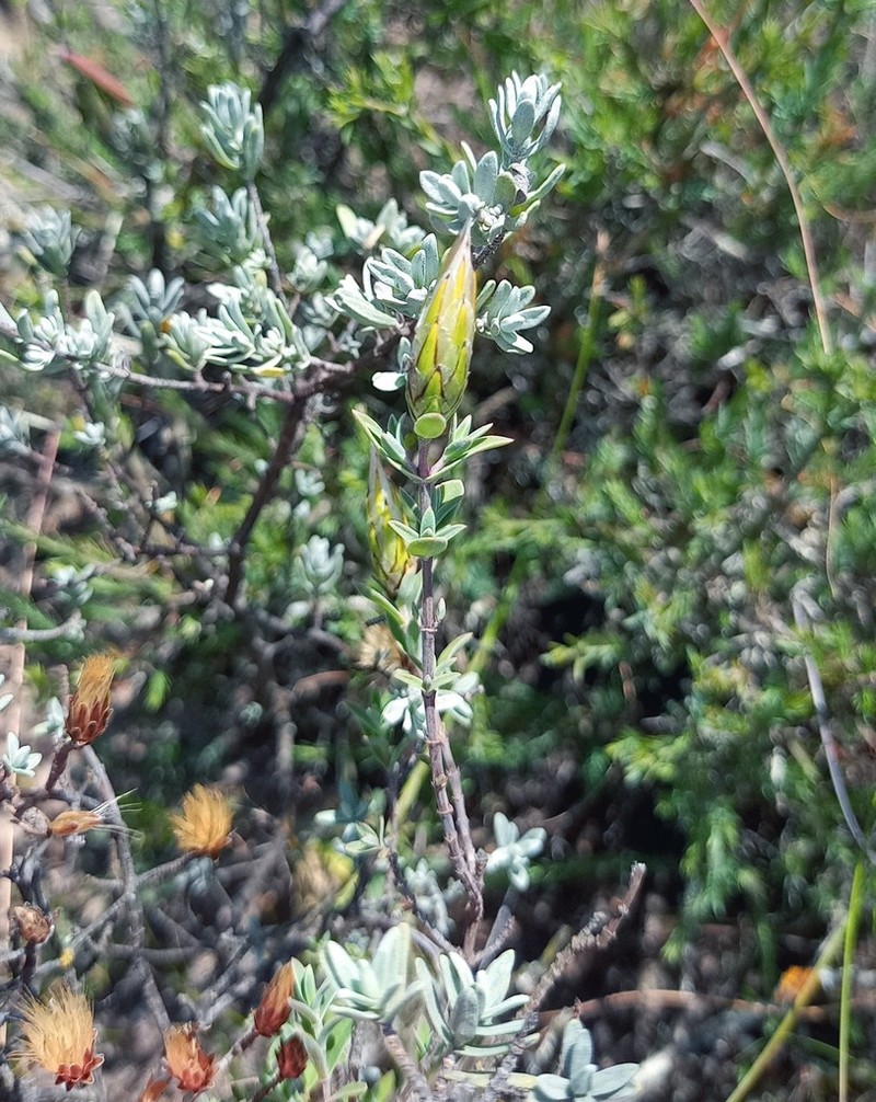 Pteronia membranacea photo 7