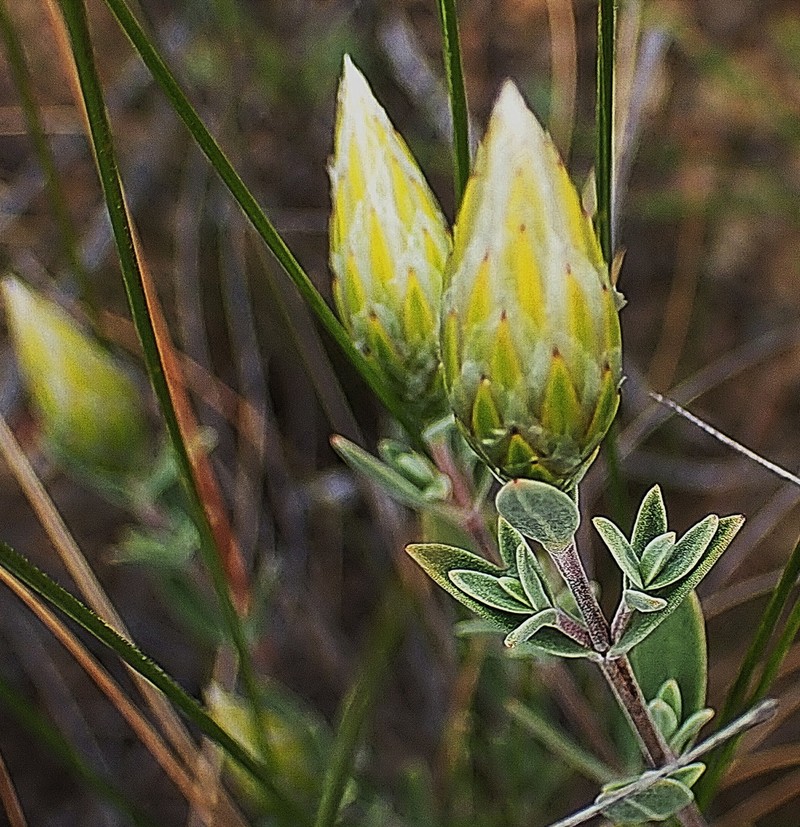 Pteronia membranacea photo 8