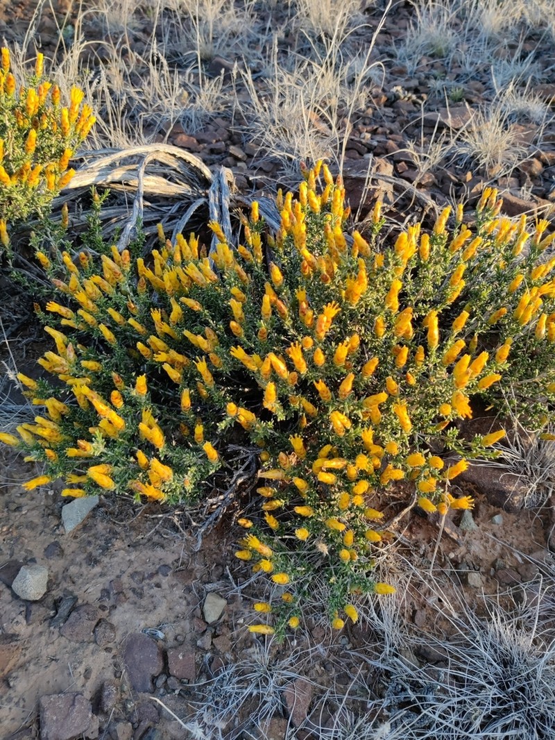 Pteronia mucronata