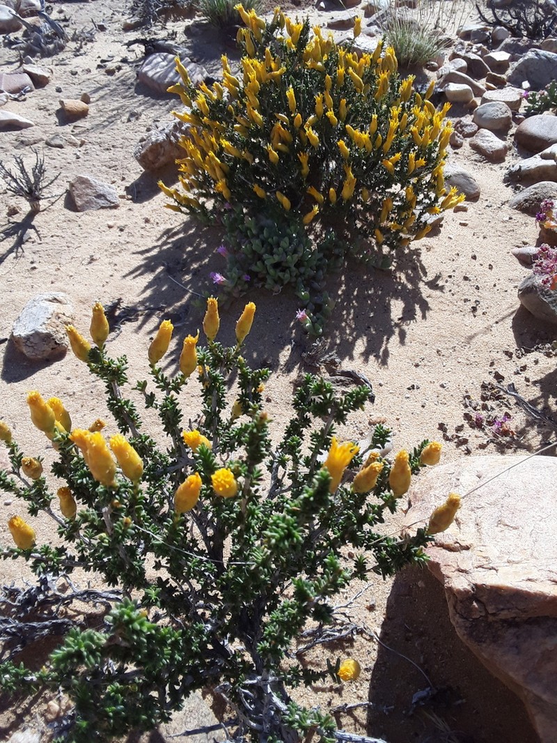 Pteronia mucronata photo 2