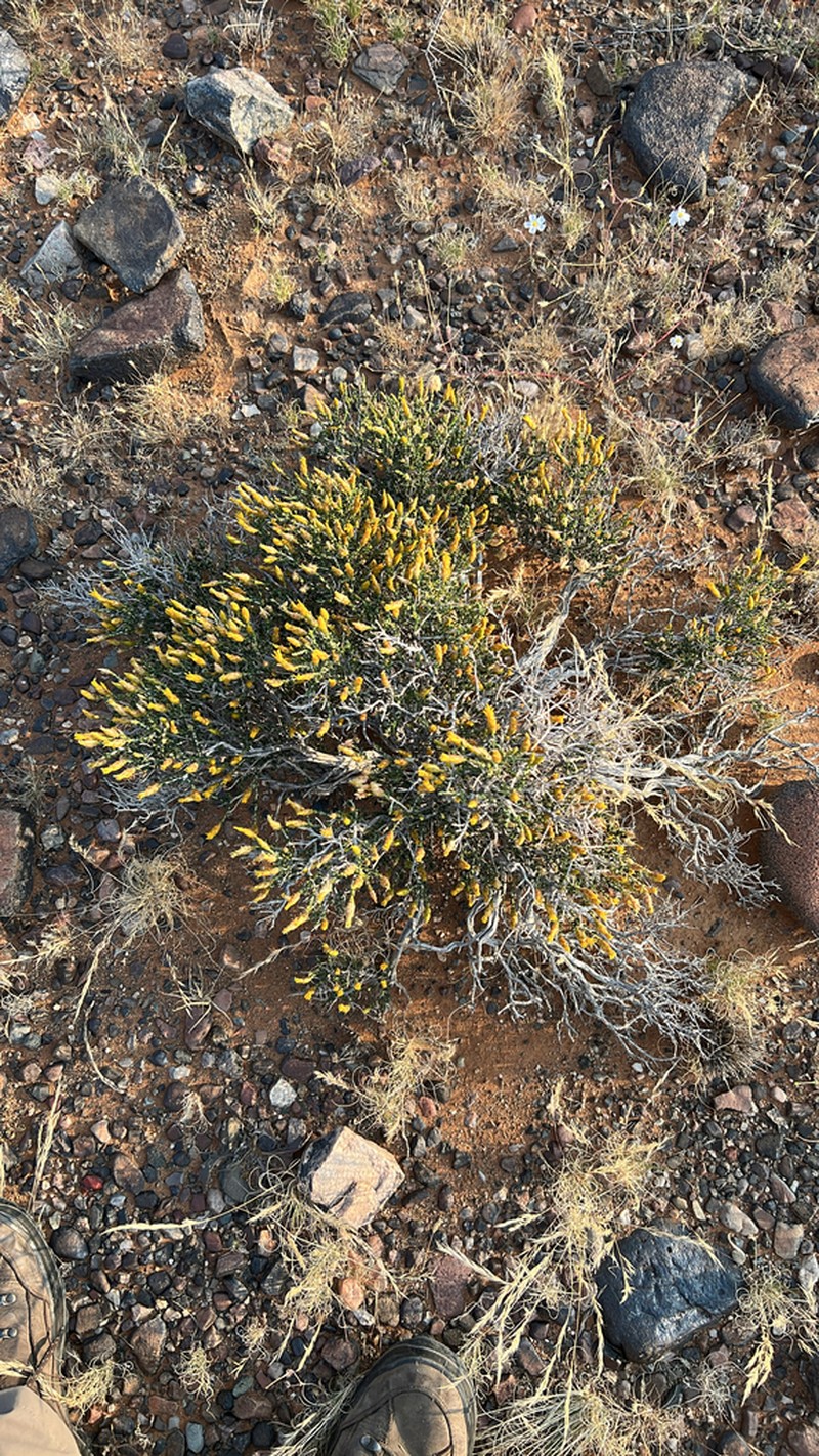 Pteronia mucronata photo 3