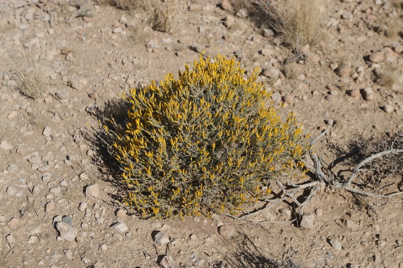Pteronia mucronata photo 5