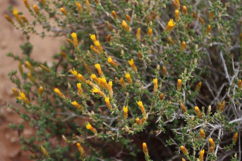 Pteronia mucronata photo 6