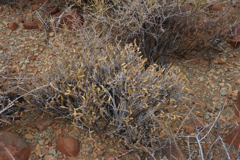 Pteronia mucronata photo 7