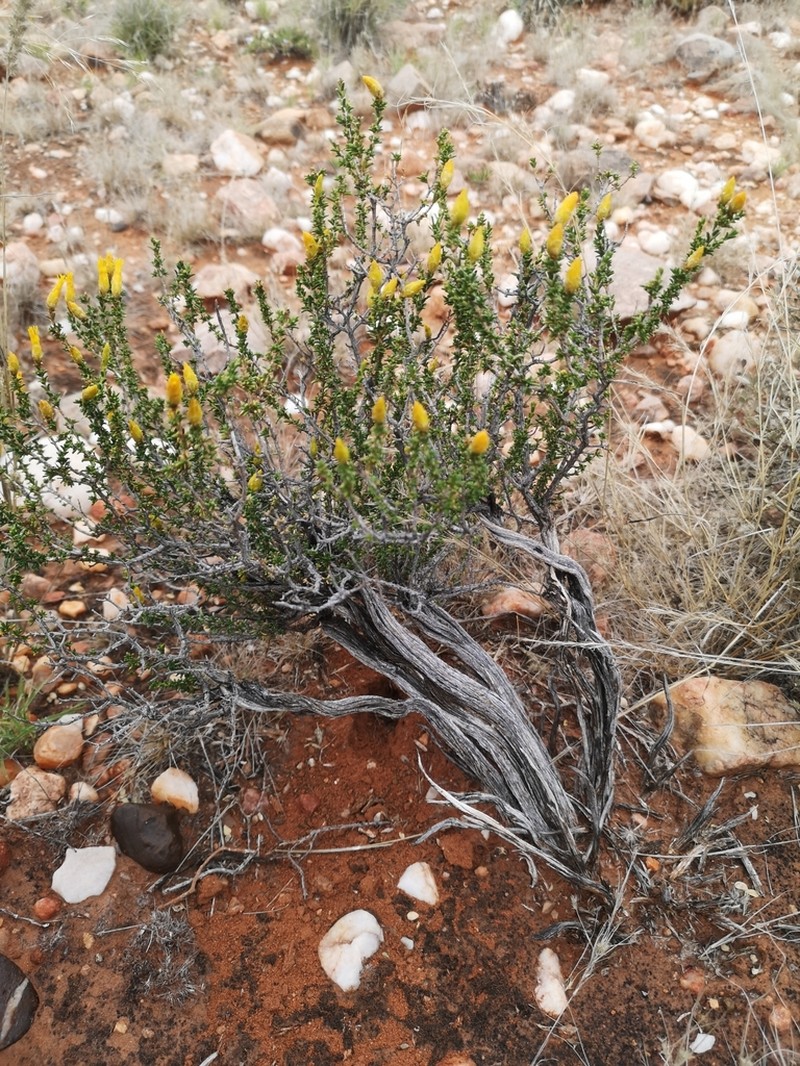 Pteronia mucronata photo 8