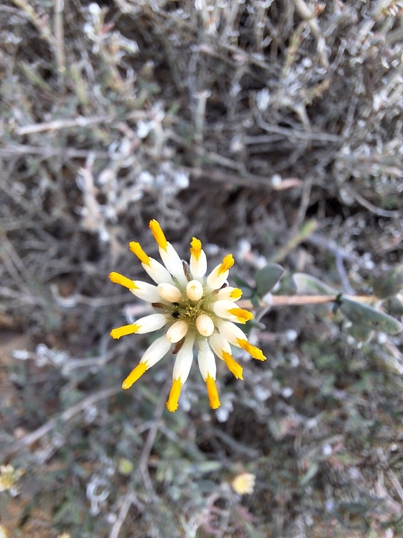 Pteronia oblanceolata