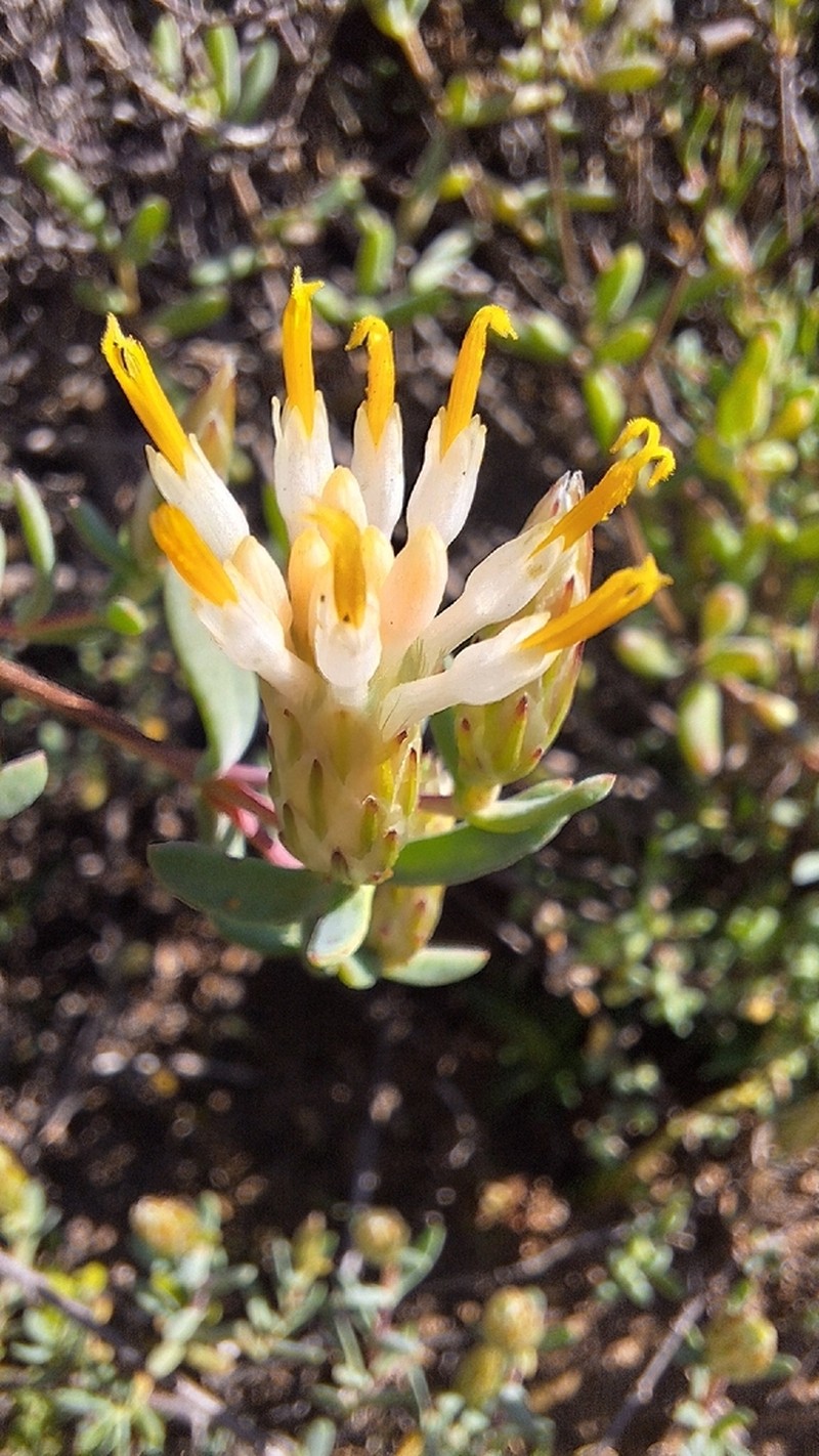 Pteronia oblanceolata photo 2