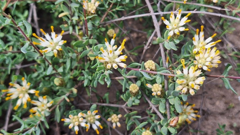 Pteronia oblanceolata photo 3