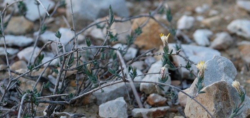 Pteronia oblanceolata photo 4