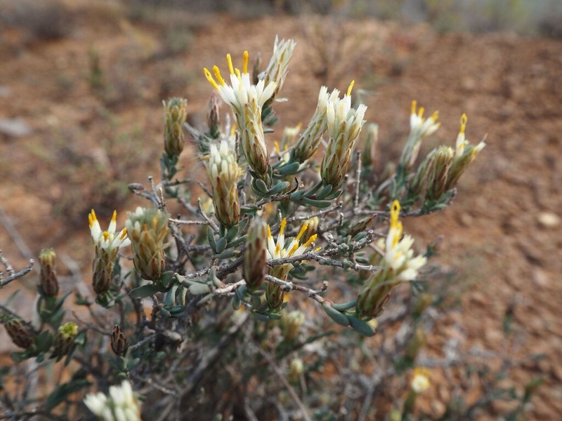 Pteronia oblanceolata photo 5