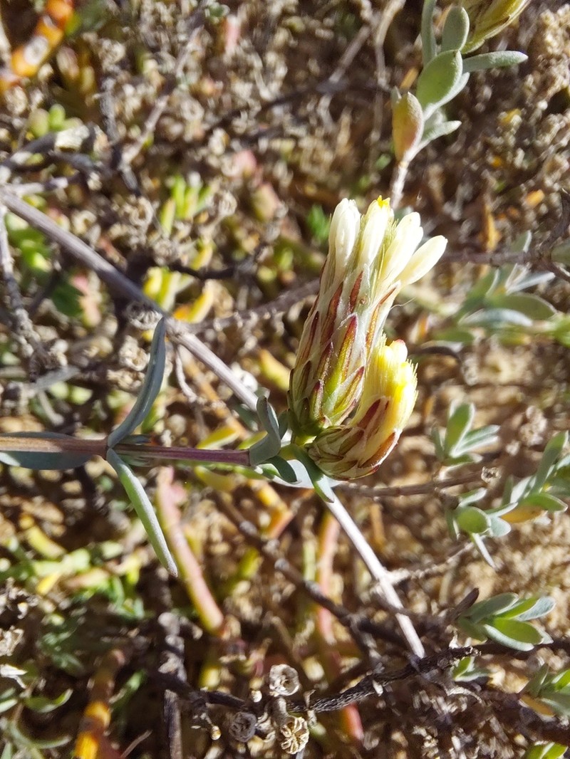 Pteronia oblanceolata photo 6
