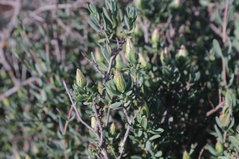 Pteronia oblanceolata photo 7