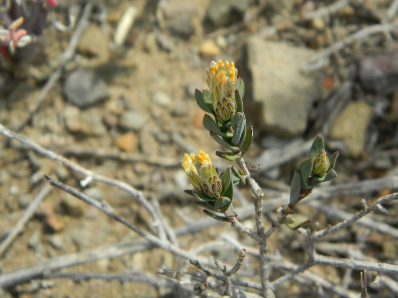 Pteronia oblanceolata photo 8