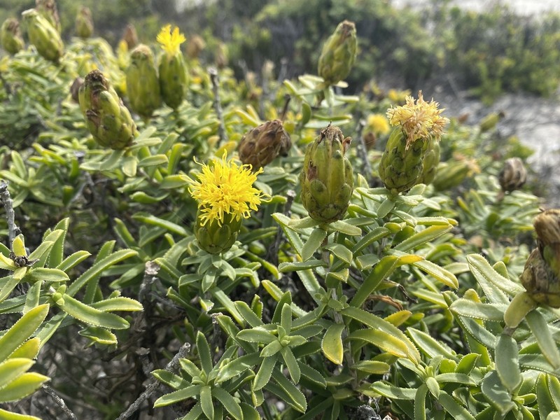 Pteronia onobromoides