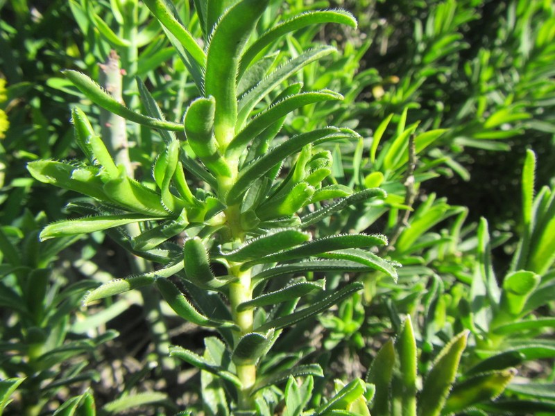 Pteronia onobromoides photo 8