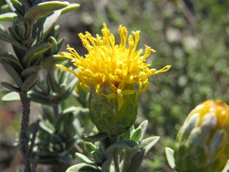 Pteronia oppositifolia