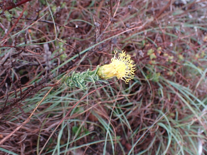 Pteronia oppositifolia photo 2